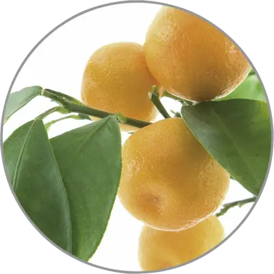 Medisana Aroma Orange 10ml